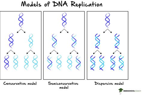 is dna replication conservative or semiconservative|steps of semiconservative replication.